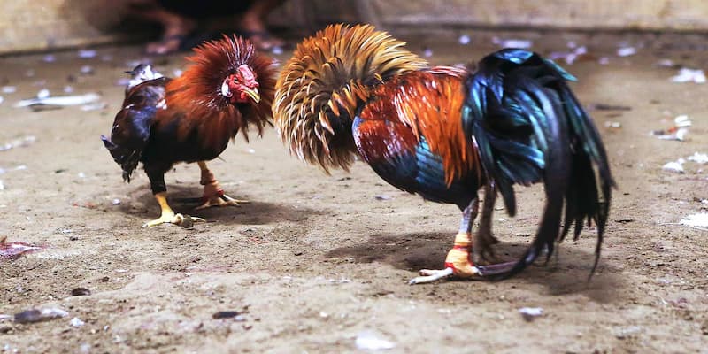 Đá Gà SOC88 Làm Thế Nào Để Thắng Lớn Với Đá Gà SOC88?